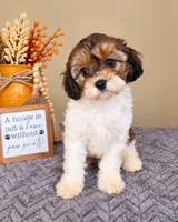 Birdie, a female Cavapoo for sale in Louisville, KY – 2 of 4
