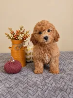 Harlow, a male Cavapoo for sale in Louisville, KY – 1 of 4