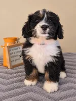 Milano, a female Bernedoodle for sale in Louisville, KY – 3 of 3