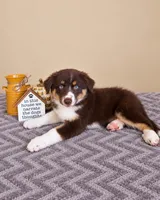 Remy, a male Australian Shepherd for sale in Louisville, KY – 3 of 3