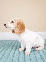 Dash, a male Miniature Dachshund for sale in Louisville, KY – 4 of 4
