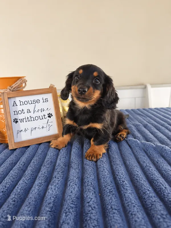 Zelda, a female Miniature Dachshund for sale in Louisville, KY – 1 of 7
