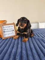 Zelda, a female Miniature Dachshund for sale in Louisville, KY – 1 of 7