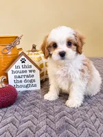 Casper, a male Cavapoo for sale in Louisville, KY – 3 of 3