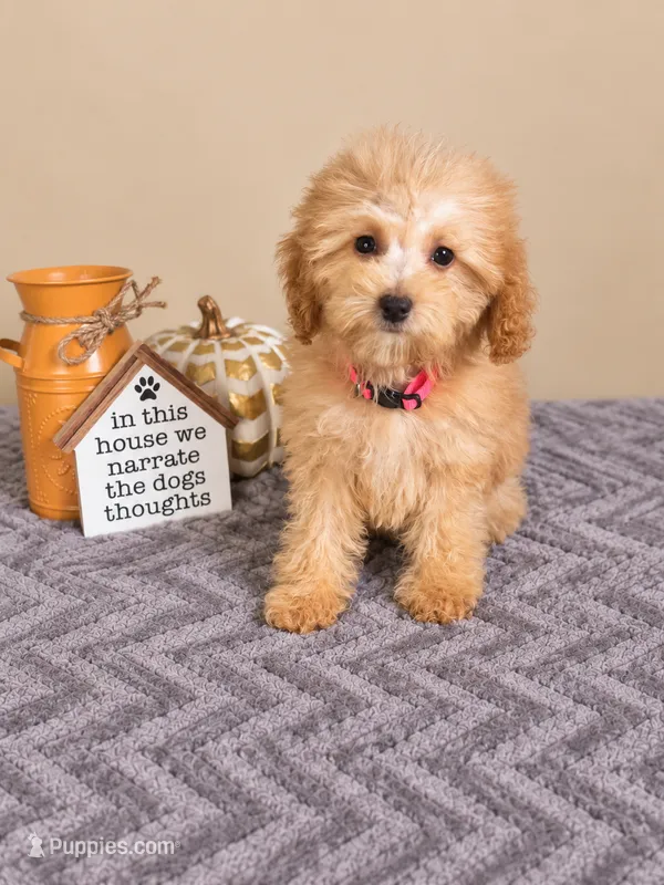 Tilly – Miniature Goldendoodle puppy for sale in Louisville, KY