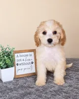 Angel, a female Miniature Goldendoodle for sale in Louisville, KY – 3 of 5