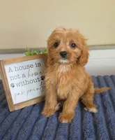 Sir Butters, a male Cavapoo for sale in Louisville, KY – 4 of 6