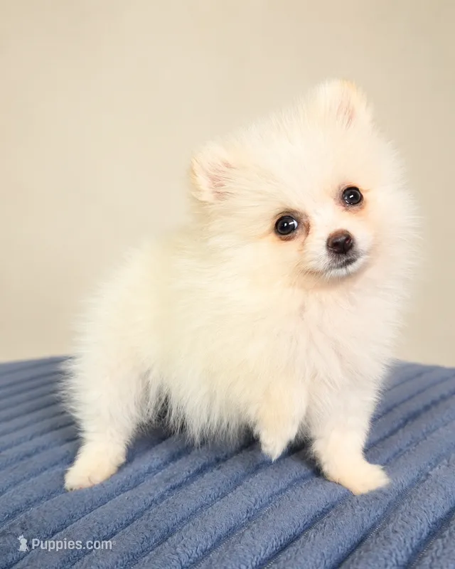 Poppy – Pomeranian puppy for sale in Louisville, KY
