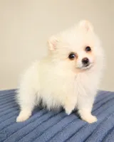 Poppy, a female Pomeranian for sale in Louisville, KY – 1 of 3