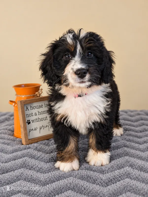 Milano, a female Bernedoodle for sale in Louisville, KY – 1 of 3