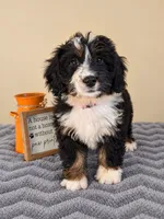Milano, a female Bernedoodle for sale in Louisville, KY – 1 of 3