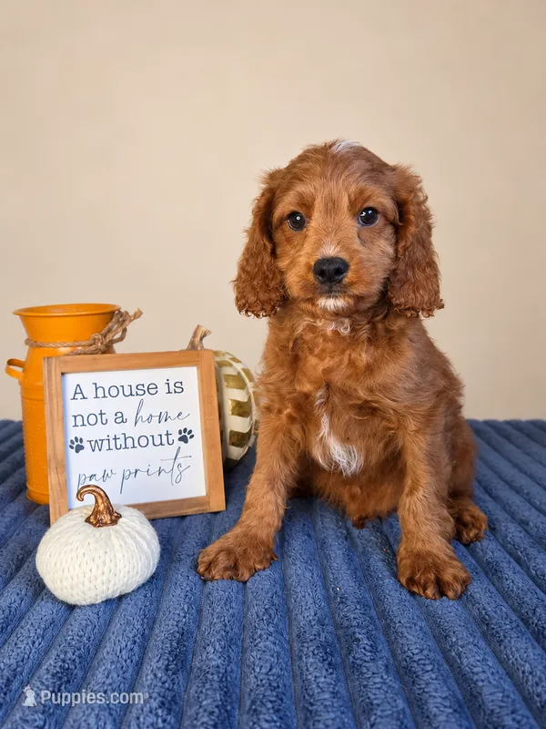 Jerry – Cavapoo puppy for sale in Louisville, KY