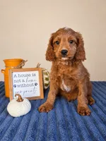 Jerry, a male Cavapoo for sale in Louisville, KY – 1 of 6