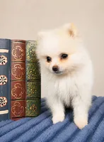 Poppy, a female Pomeranian for sale in Louisville, KY – 2 of 3