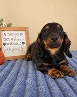 Ganon, a male Miniature Dachshund for sale in Louisville, KY – 2 of 6