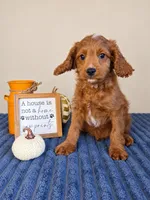 Jerry, a male Cavapoo for sale in Louisville, KY – 3 of 6