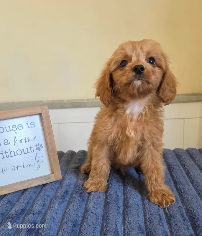 Cash – Cavapoo puppy for sale in Louisville, KY