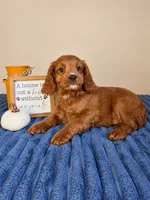 Jerry, a male Cavapoo for sale in Louisville, KY – 6 of 6