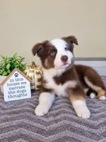 Murphy, a male Australian Shepherd for sale in Louisville, KY – 3 of 3