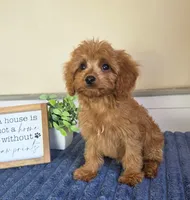 Clark, a male Cavapoo for sale in Louisville, KY – 3 of 7