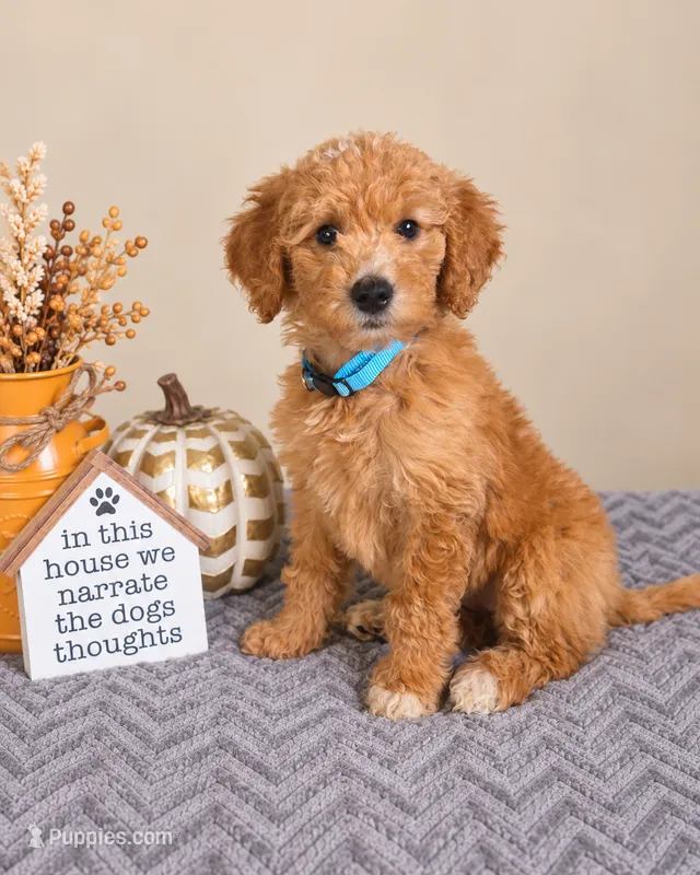 Sadie – Miniature Goldendoodle puppy on hold in Louisville, KY