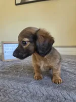 Nutmeg- AKC , a male Miniature Dachshund for sale in Louisville, KY – 6 of 6