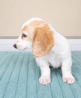 Dash, a male Miniature Dachshund for sale in Louisville, KY – 3 of 4