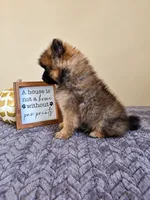 Bruno , a male Pomeranian for sale in Louisville, KY – 2 of 3