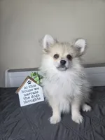 Caspian, a male Pomeranian for sale in Louisville, KY – 3 of 4