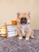 Boone, a male Pomeranian for sale in Louisville, KY – 2 of 3