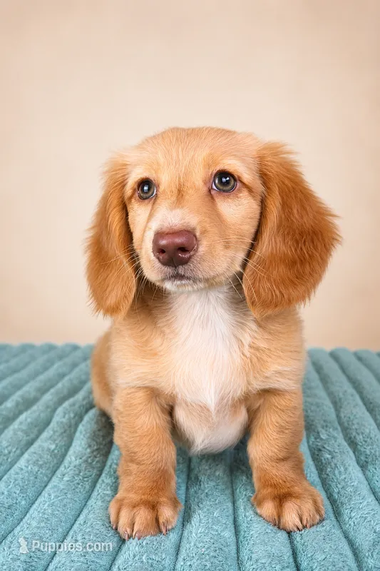 Dexter – Miniature Dachshund puppy for sale in Louisville, KY