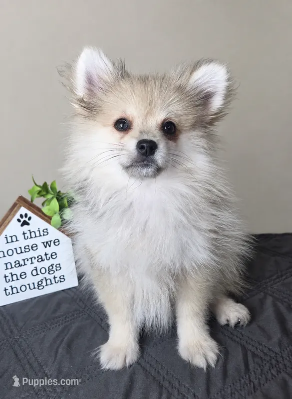Caspian – Pomeranian puppy for sale in Louisville, KY