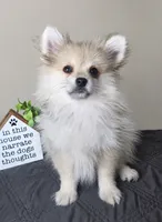Caspian, a male Pomeranian for sale in Louisville, KY – 1 of 4
