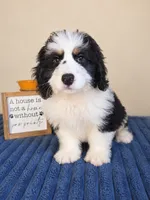 Oreo, a male Bernedoodle for sale in Louisville, KY – 2 of 4