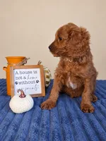 Jerry, a male Cavapoo for sale in Louisville, KY – 5 of 6