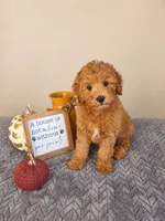 Jack, a male Cavapoo for sale in Louisville, KY – 3 of 3