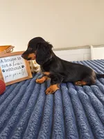 Zelda, a female Miniature Dachshund for sale in Louisville, KY – 2 of 7