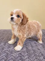 Tink, a female Cavapoo for sale in Louisville, KY – 2 of 3