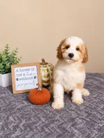 Mac, a male Miniature Goldendoodle for sale in Louisville, KY – 1 of 4