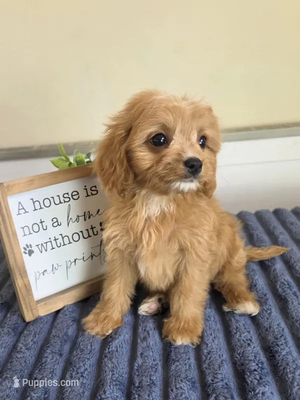 Sir Butters – Cavapoo puppy for sale in Louisville, KY