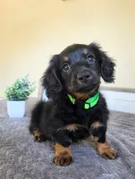 Mocha- AKC, a male Miniature Dachshund for sale in Louisville, KY – 5 of 7
