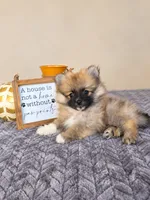 Benson, a male Pomeranian for sale in Louisville, KY – 2 of 3