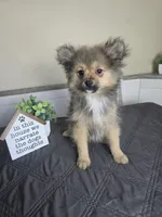 Chester, a male Pomeranian for sale in Louisville, KY – 1 of 3