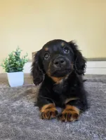 Mocha- AKC, a male Miniature Dachshund for sale in Louisville, KY – 4 of 7