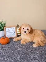 Ziti, a female Miniature Goldendoodle for sale in Louisville, KY – 4 of 4