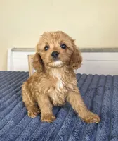 Bennett, a male Cavapoo for sale in Louisville, KY – 3 of 5
