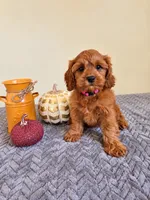 Lorelai, a female Cavapoo for sale in Louisville, KY – 3 of 3