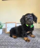 Mocha- AKC, a male Miniature Dachshund for sale in Louisville, KY – 7 of 7