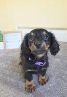 Clover- AKC, a female Miniature Dachshund for sale in Louisville, KY – 6 of 6
