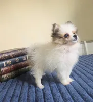 Piper, a female Pomeranian for sale in Louisville, KY – 2 of 4